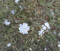 stephanomeria exigua